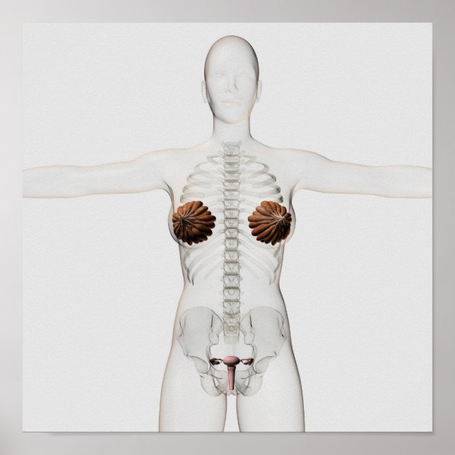 Poster Vue 3D Du Système De Reproduction Féminin (Devant)