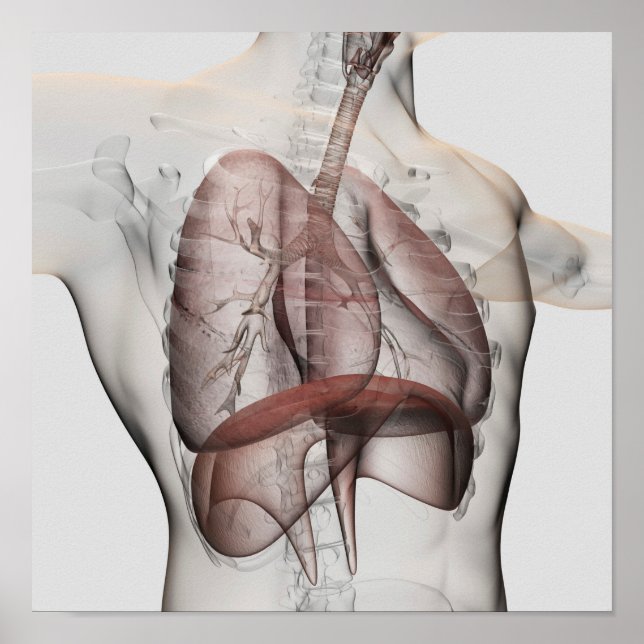 Poster Vue 3D Du Système Respiratoire Homme (Devant)