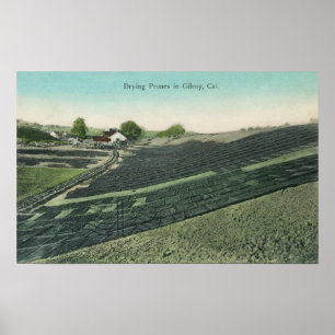 Poster Vue aérienne des pruneaux séchant au soleil
