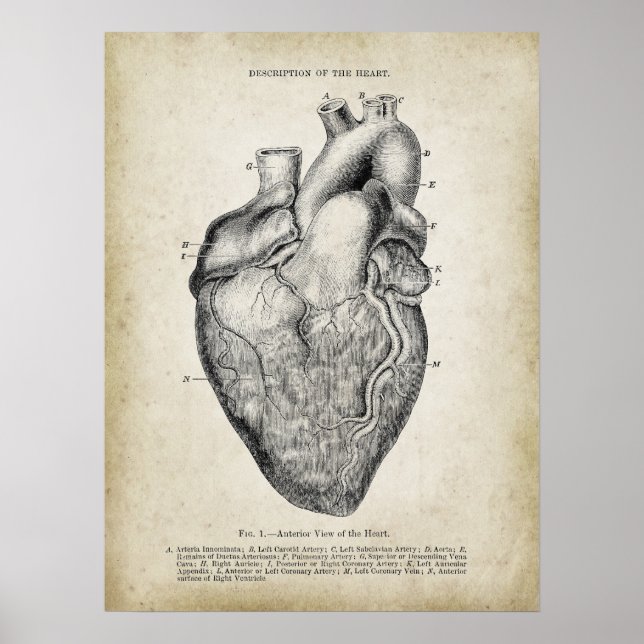 Poster Vue antérieure de l'anatomie cardiaque (Devant)