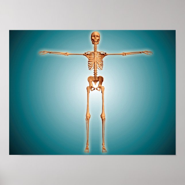 Poster Vue Avant Du Système Skeletal Humain (Devant)