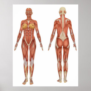 Poster Vue avant et arrière d'anatomie musculaire femelle