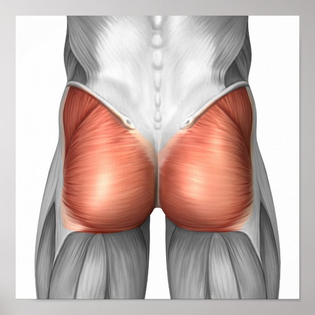 Poster Vue Complète Des Muscles Gluteaux Humains (Devant)