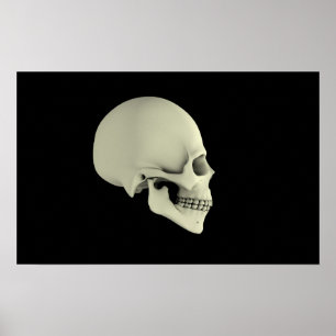 Poster Vue de côté de crâne humain