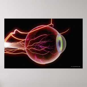 Poster Vue de côté des vaisseaux sanguins de l'oeil