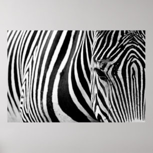 POSTER VUE DE FERMETURE ZEBRA