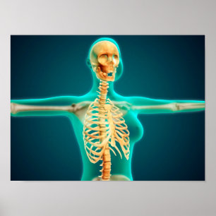 Poster Vue de rayon X du corps supérieur femelle montrant