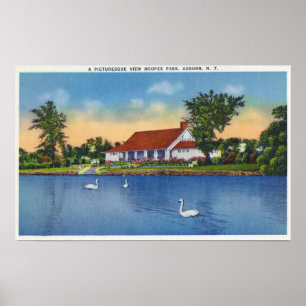 Poster Vue des cygnes de parc de Hoopes sur le lac