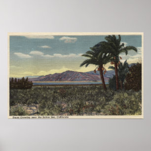 Poster Vue des dates s'élevant près de la mer de Salton