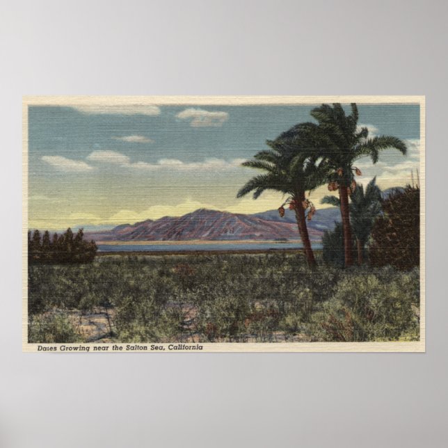 Poster Vue des dattes Growing près de la mer de Salton (Devant)