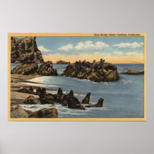 Poster Vue des rochers de phoque avec phoques