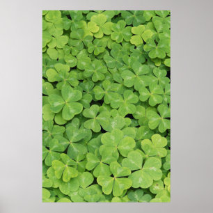 Poster Vue d'Oxalis Oregana bois Sorrel Foliage