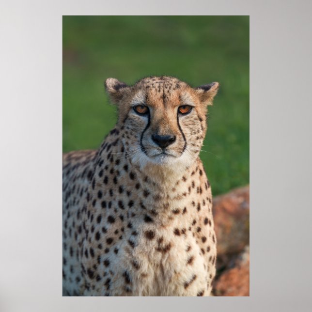 Poster Vue du Cheetah (Devant)