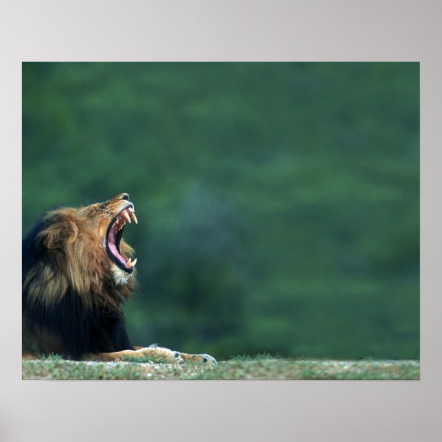 Poster Vue d'un Lion (Panthera leo) ouvrant sa bouche (Devant)