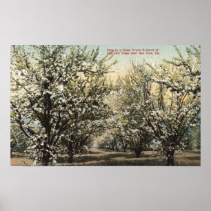 Poster Vue d'un verger de prune de 300 000 arbres