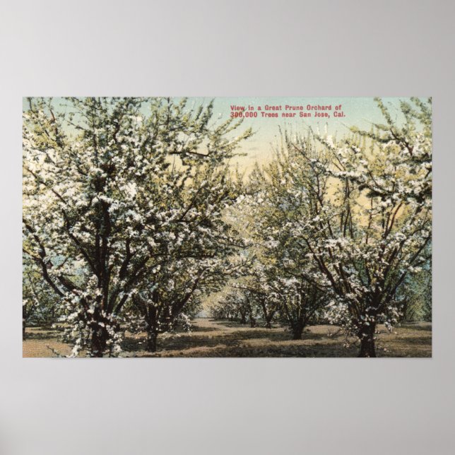 Poster Vue d'un verger de prune de 300 000 arbres (Devant)