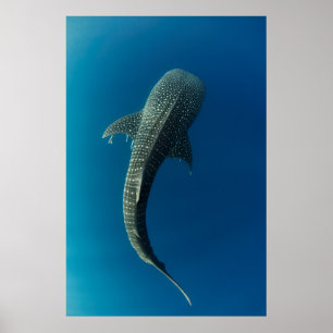 Poster Vue en haut d'un requin baleine