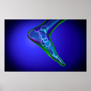 Poster Vue En Rayon X Du Pied Humain 1