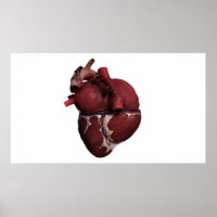Vue En Trois Dimensions Du Coeur Humain, Retour