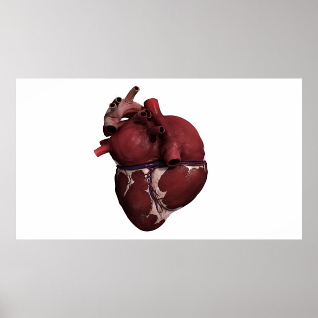 Poster Vue En Trois Dimensions Du Coeur Humain, Retour (Devant)