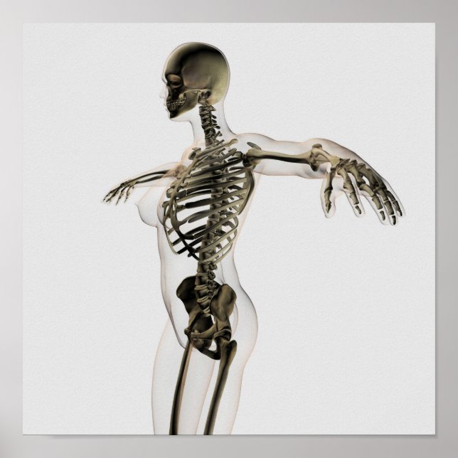 Poster Vue En Trois Dimensions Du Système Squelettique Fé (Devant)
