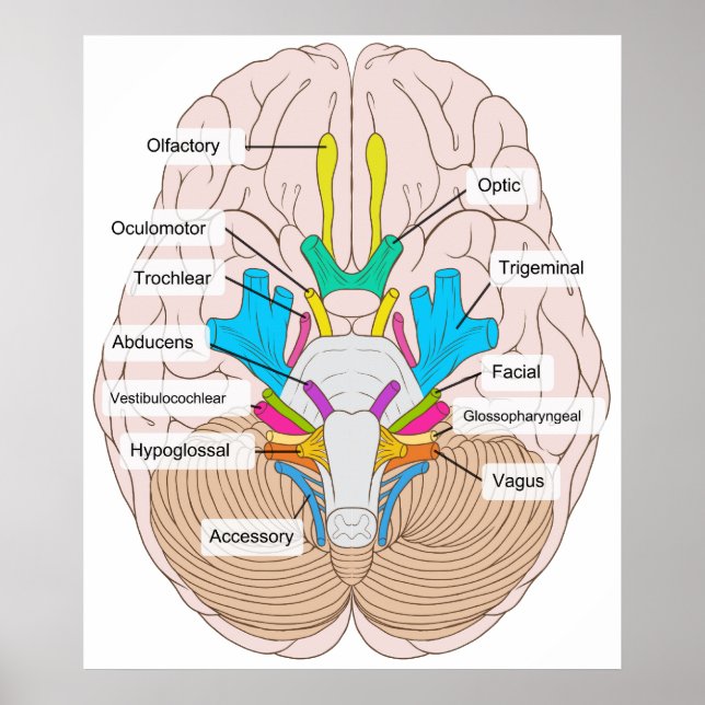 Poster Vue inférieure des nerfs crâniens dans le cerveau  (Devant)