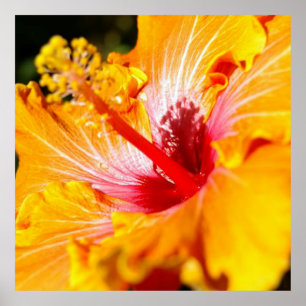 Poster Vue latérale de l'Hibiscus orange