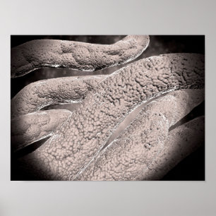 Poster Vue microscopique de formation de Corncob