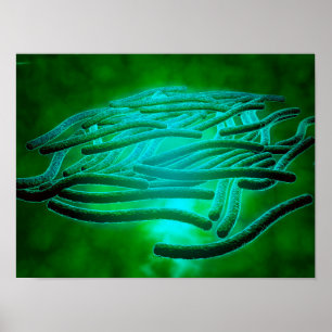 Poster Vue Microscopique De Legionella Pneumophila 1