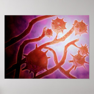 Poster Vue Microscopique De L'Histoplasmose
