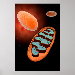 Poster Vue Microscopique De Mitochondrie 1