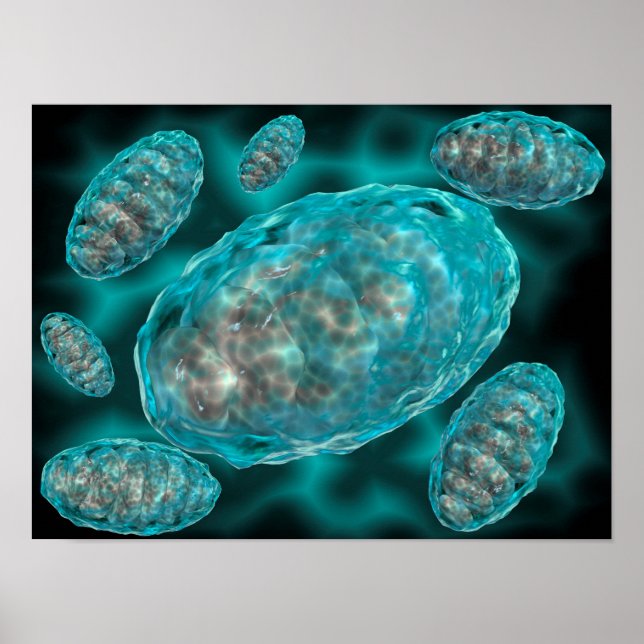 Poster Vue Microscopique De Mitochondrie 2 (Devant)