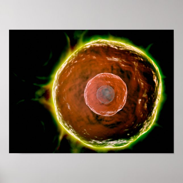 Poster Vue Microscopique Des Cellules B Humaines 2 (Devant)