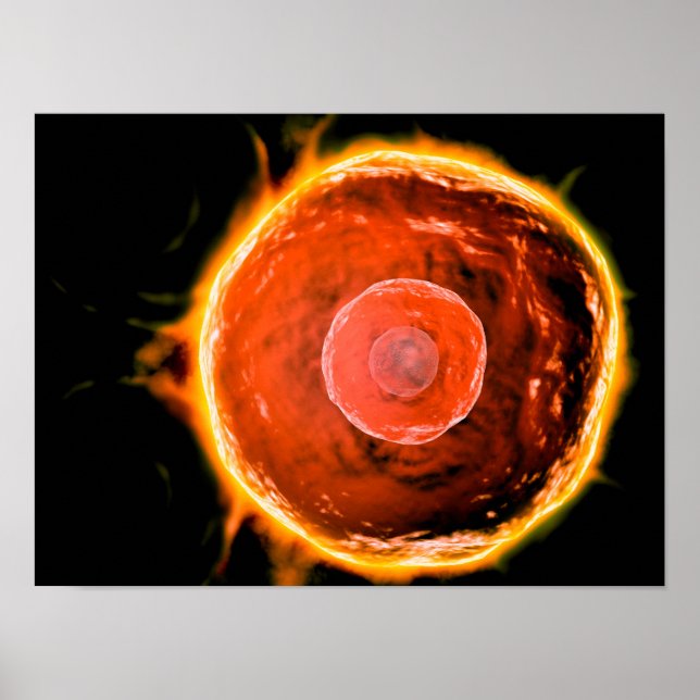 Poster Vue Microscopique Des Cellules B Humaines 3 (Devant)