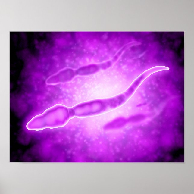 Poster Vue Microscopique Des Cellules Sperm Masculines (Devant)