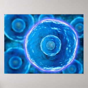 Poster Vue microscopique des lymphocytes B humains 1