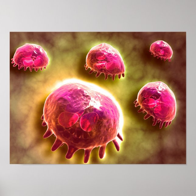 Poster Vue Microscopique Des Macrophages Phagocytiques 2 (Devant)