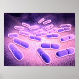 Poster Vue microscopique des monocytogènes 2 de Listeria
