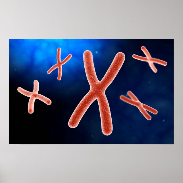 Poster Vue Microscopique Du Chromosome 1 (Devant)