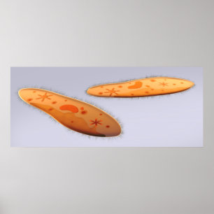 Poster Vue Microscopique Du Paramètre 4