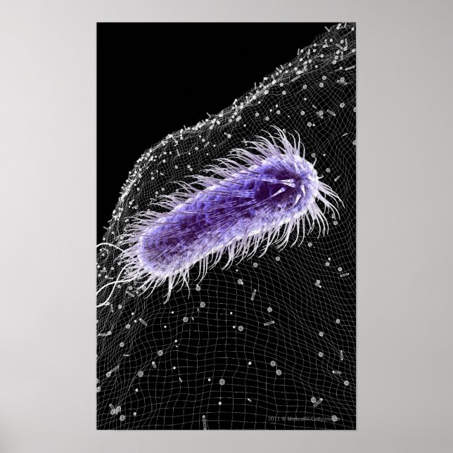 Poster Vue microscopique d'une cellule hélicobacter pylor (Devant)