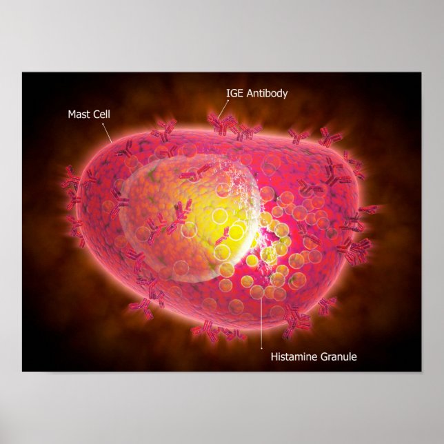 Poster Vue Microscopique D'Une Cellule Mâle (Devant)