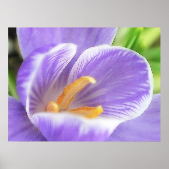 Poster Vue oeil d'une abeille - Crocus (Devant)