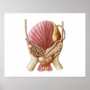 Poster Vue postérieure de vessie urinaire