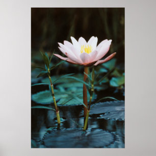Poster Vue rapprochée de nénuphar à Inle Lake