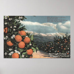 Poster Vue sur un Orange Orchard avec Montagnes