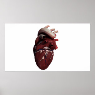 Poster Vue tridimensionnelle de coeur humain, droite