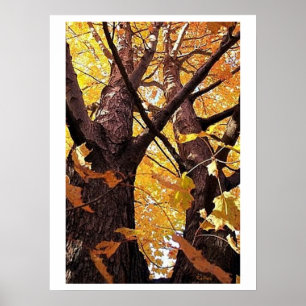 Poster Vue Troncs d'arborescence