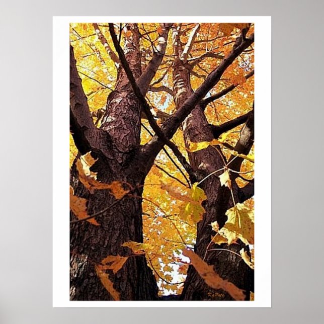 Poster Vue Troncs d'arborescence (Devant)