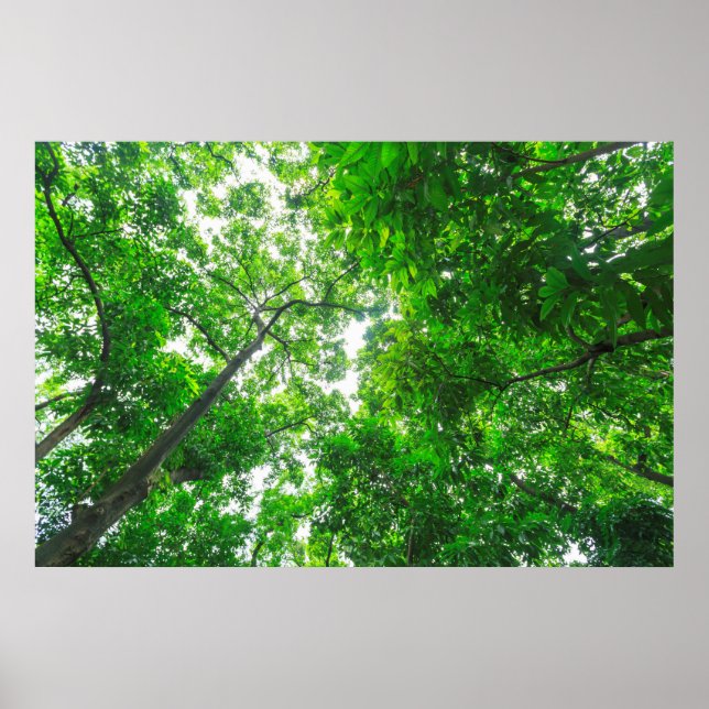 Poster Vue vers le haut des arbres (Devant)